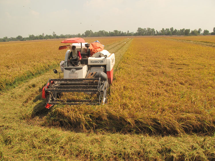 Thu hoạch lúa tại tỉnh Tiền Giang