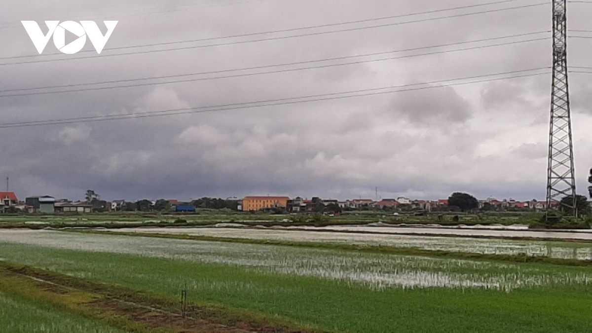 Nhiều diện tích lúa của tỉnh Hải Dương bị ngập.