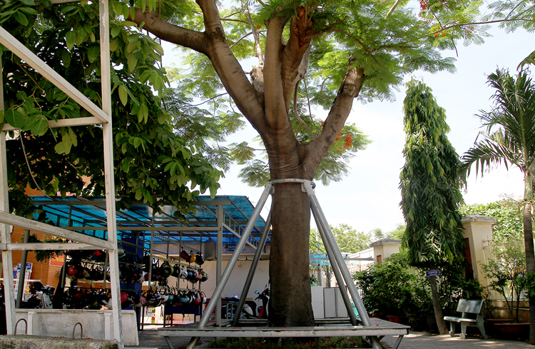 Sở Xây dựng TPHCM khẳng định không có chủ trương đốn hạ toàn bộ cây xanh trong sân trường.