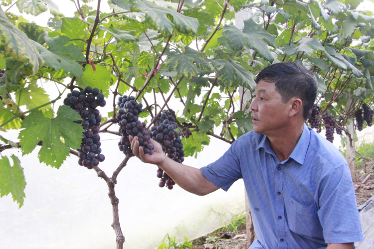 Ông Đào Duy Khánh kiểm tra chất lượng quả tại vườn nho của công ty.
