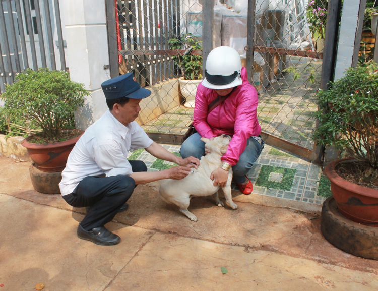 Cán bộ thú y tỉnh Đắk Lắk tiêm phòng dại cho chó.