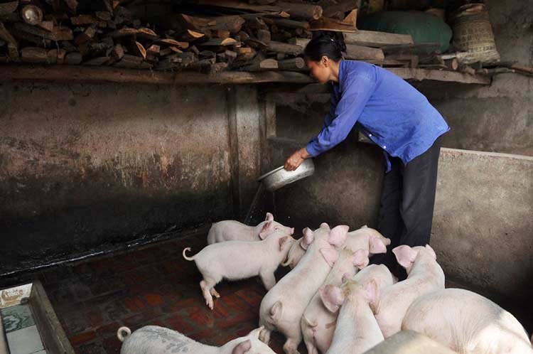  Việc tái đàn và chăn nuôi nông hộ là biện pháp tốt nhất bình ổn thị trường thịt lợn. (Ảnh: Trube)