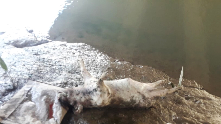 Người dân vứt xác lợn bệnh chết tại chân cầu Rạch Miễu thuộc xã An Thái Đông, huyện Cái Bè (Ảnh: Nhật Trường)