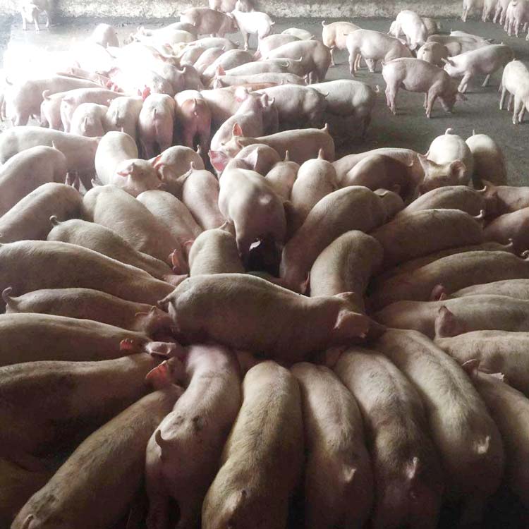 Đến tháng 8 năm nay doanh nghiệp sẽ hoàn tất việc nhập khẩu toàn bộ 20.000 con lợn bố mẹ và 200 lợn đực giống từ Thái Lan về Việt Nam. (Ảnh: Mạnh Tuấn)
