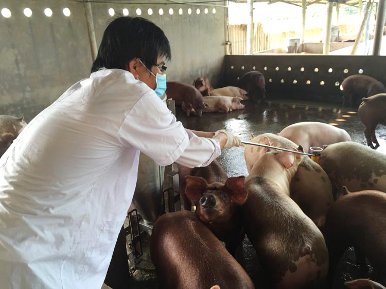 Cán bộ thú y kiểm tra sức khỏe cho đàn lợn.