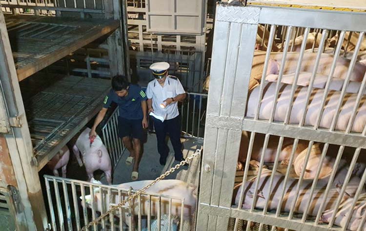 Việc nhập khẩu lợn sống từ Thái Lan được kiểm soát rất nghiêm ngặt.