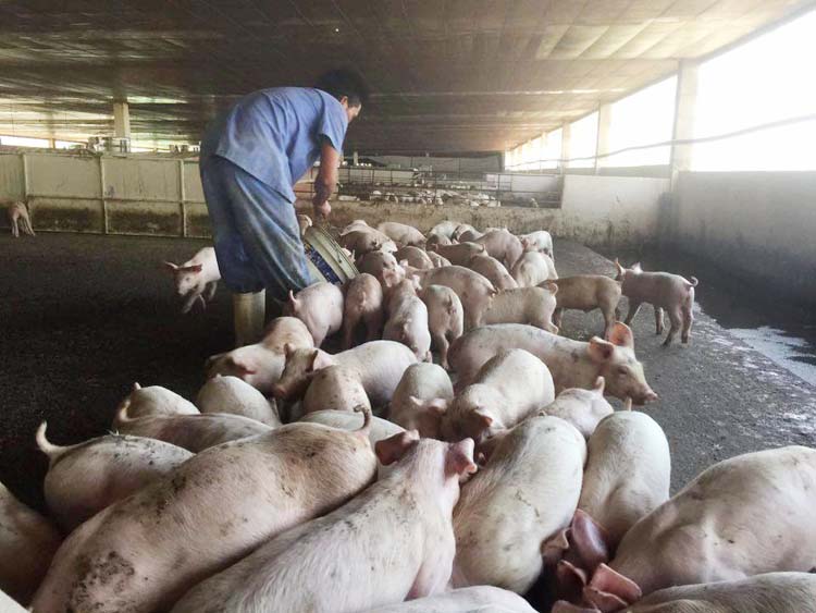Giải pháp căn bản và dài hạn để bình ổn thị trường thịt lợn vẫn là tập trung cho việc tái đàn. (Ảnh: Mạnh Tuấn)