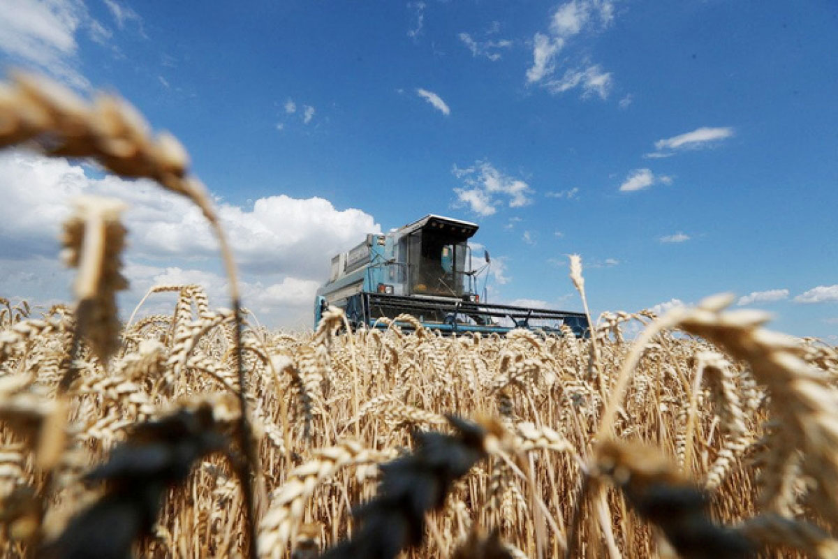 Xung đột Nga - Ukraine đẩy thế giới đến bờ vực khủng hoảng lương thực. (Ảnh: Reuters) 