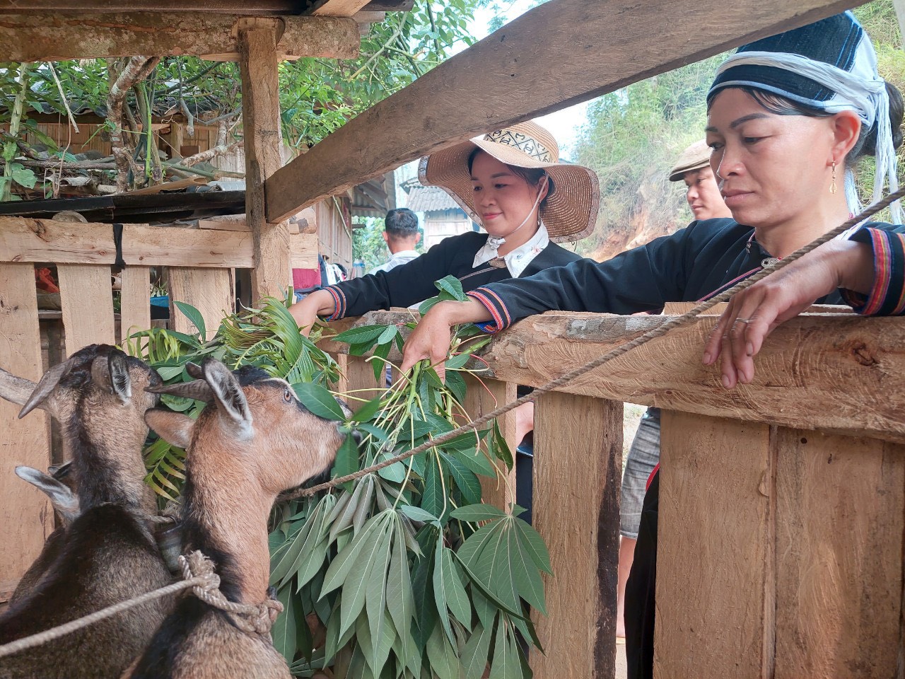 Nhờ hỗ trợ vay vốn mua dê giống, nhiều hộ gia đình đã thoát nghèo.