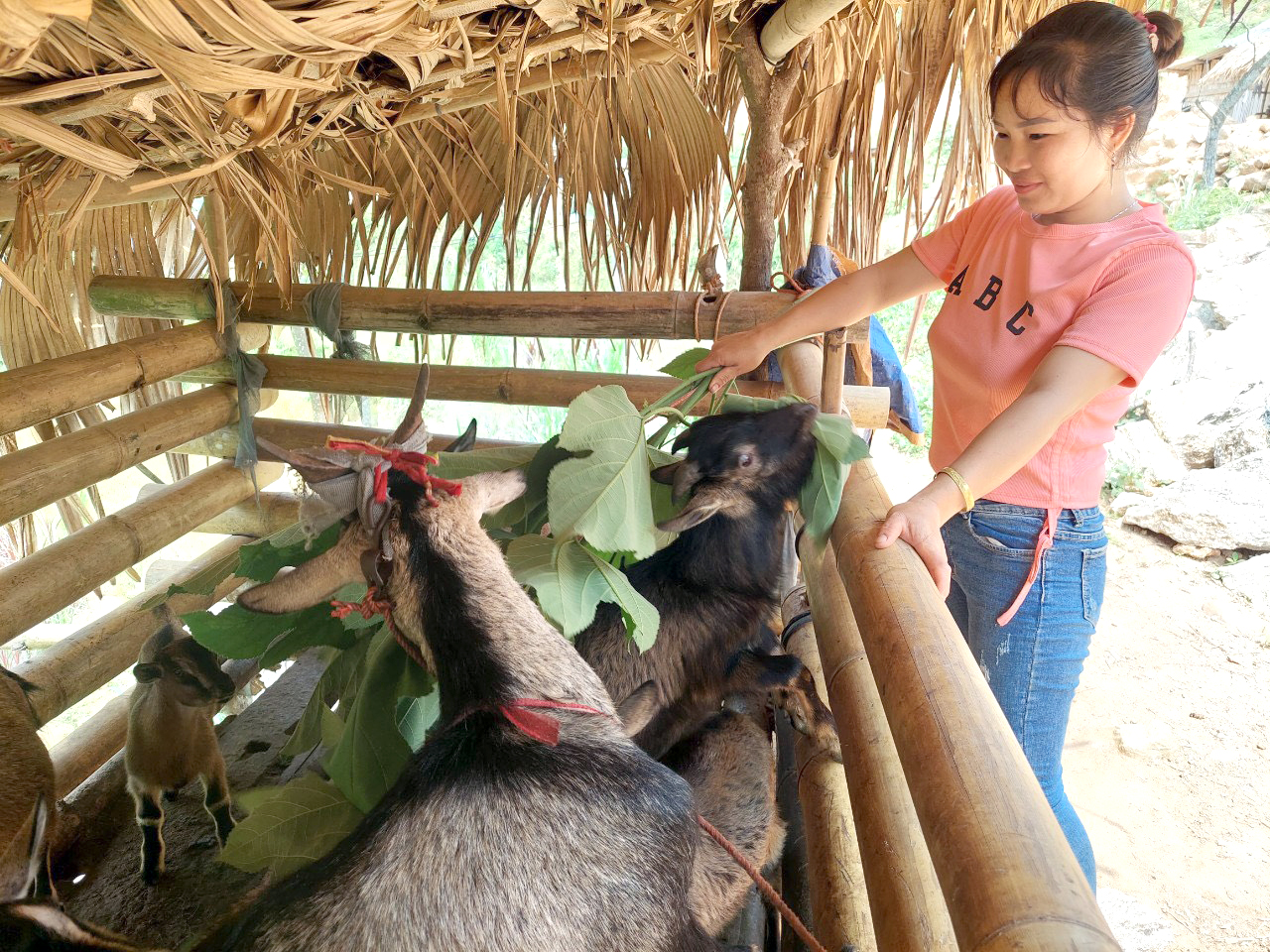 Chị Trương Thị Nhầu - thôn Hồng Sơn, xã Tiên Nguyên, huyện Quang Bình, tỉnh Hà Giang thoát nghèo nhờ được vay 5 triệu đồng vốn nuôi dê.