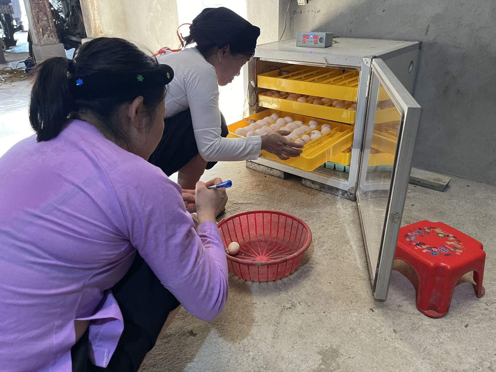 Dự án tài trợ máy ấp trứng các thành viên trong nhóm chủ động được nguồn con giống