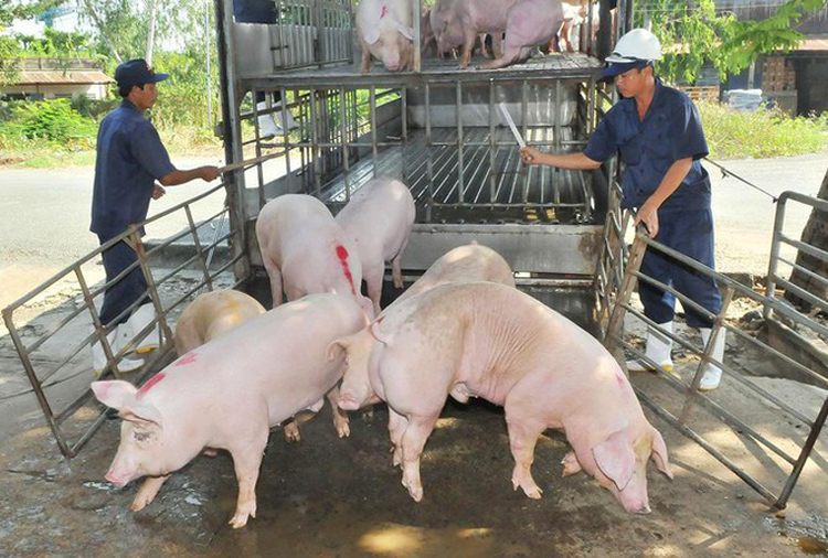 Việt Nam cho phép nhập khẩu lợn sống từ Thái Lan để nuôi, giết mổ từ 12/6. (Ảnh minh họa: internet)