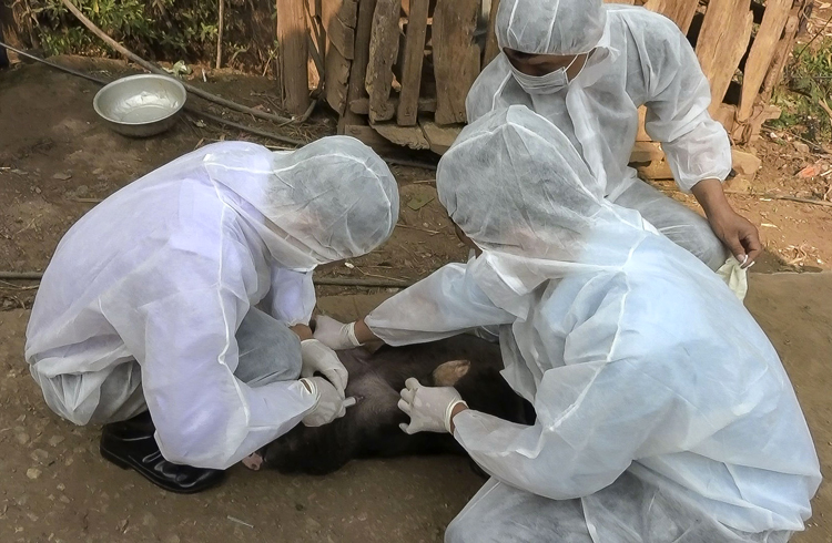 Bệnh dịch tả lợn Châu Phi đã phát sinh thêm 2 ổ dịch mới tại bản Huổi Lốt 2, xã Mường Mùn và bản Nà Đắng xã Tam Ma (huyện Tuần Giáo, tỉnh Điện Biên).