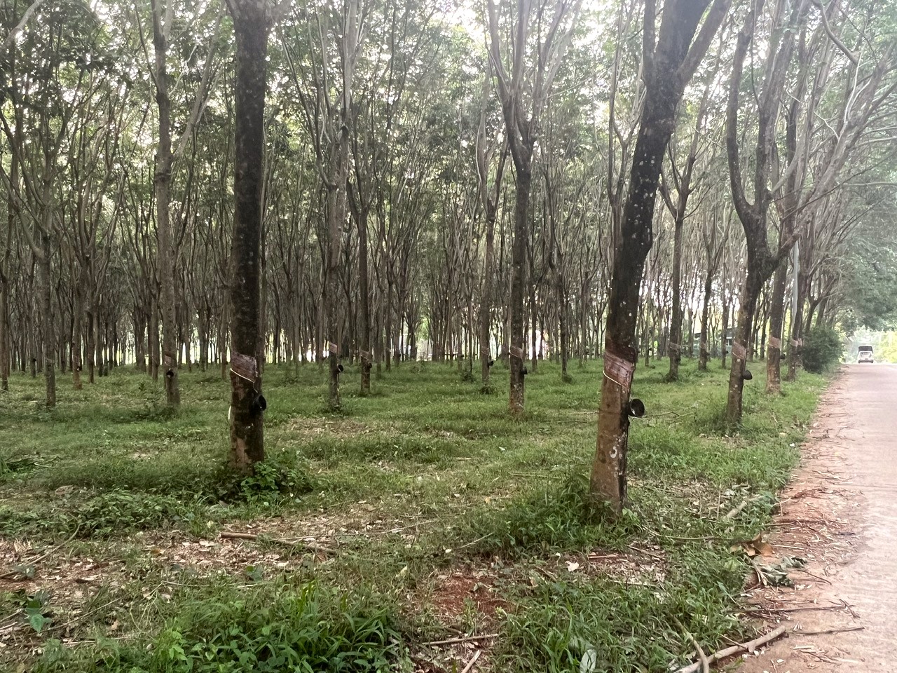 Rừng cao su xanh trải dài ở Koh Mak.