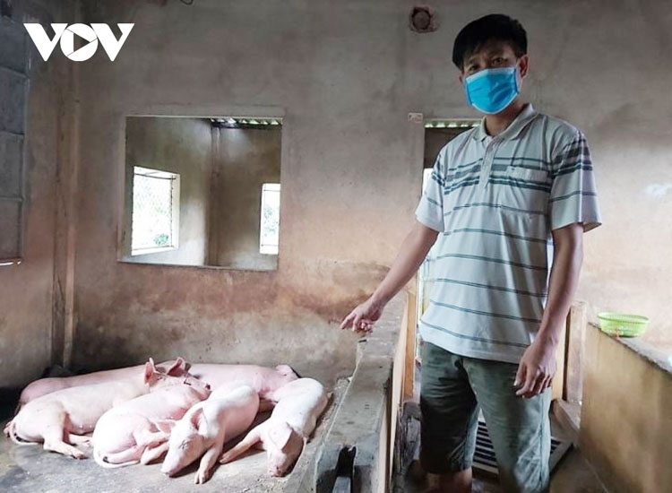 Ông Huỳnh Hùng ở thôn An Lạc, xã Duy Thành, huyện Duy Xuyên cho biết, hiện số lợn còn lại trong chuồng đã có dấu hiệu bỏ ăn.