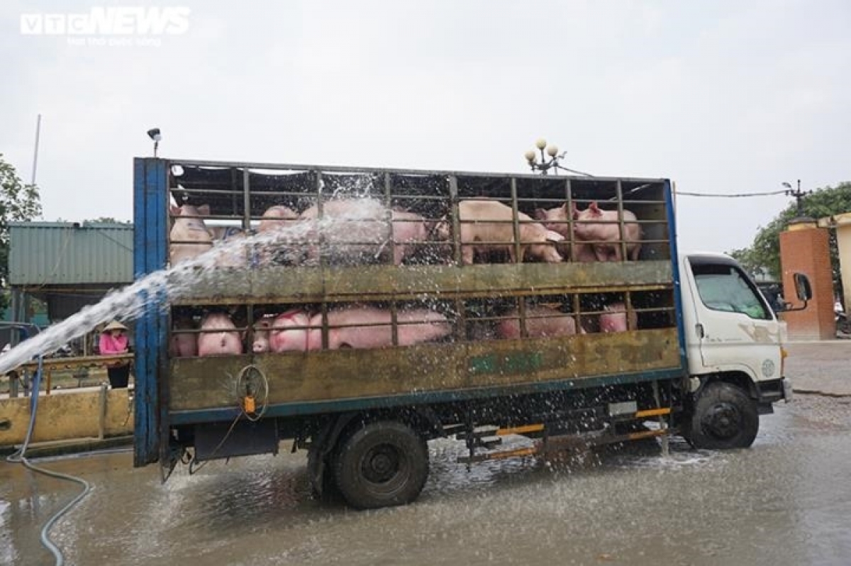 Giá heo hơi tăng khiến lượng hàng đến chợ đầu mối gia súc gia cầm Hà Nam giảm mạnh. (Ảnh minh họa: Ngọc Khánh)
