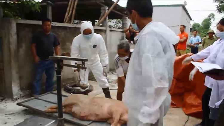 Thống kê tiêu hủy lợn dịch tại xã Diễn Kỷ, huyện Diễn Châu.