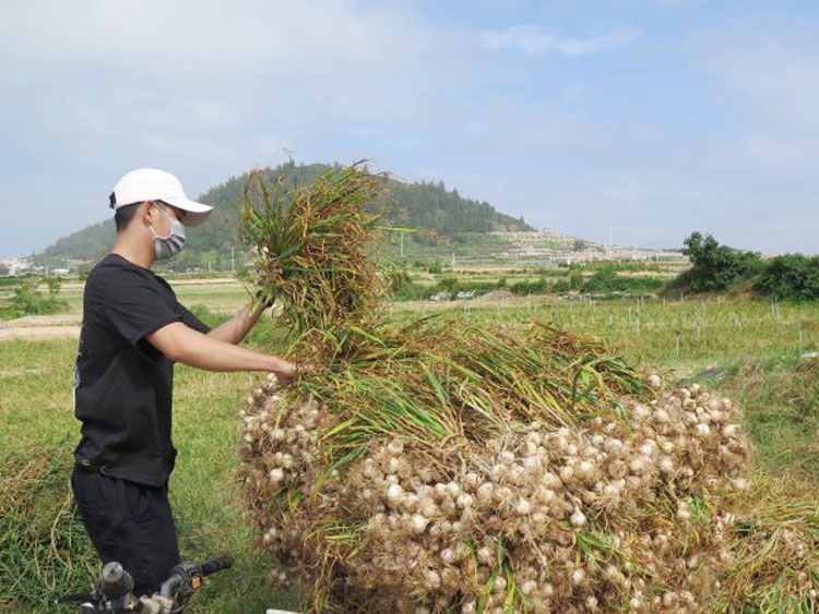 Mỗi năm, nông dân đảo Lý Sơn, tỉnh Quảng Ngãi chỉ trồng một vụ tỏi, với sản lượng từ 2.000- 2.500 tấn.