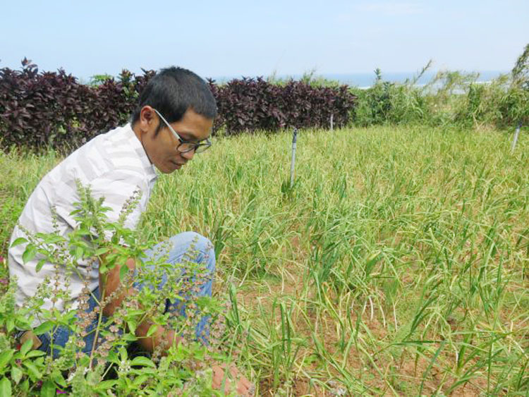 UBND huyện Lý Sơn khuyến khích, hỗ trợ các doanh nghiệp đầu tư trồng tỏi theo phương pháp hữu cơ.