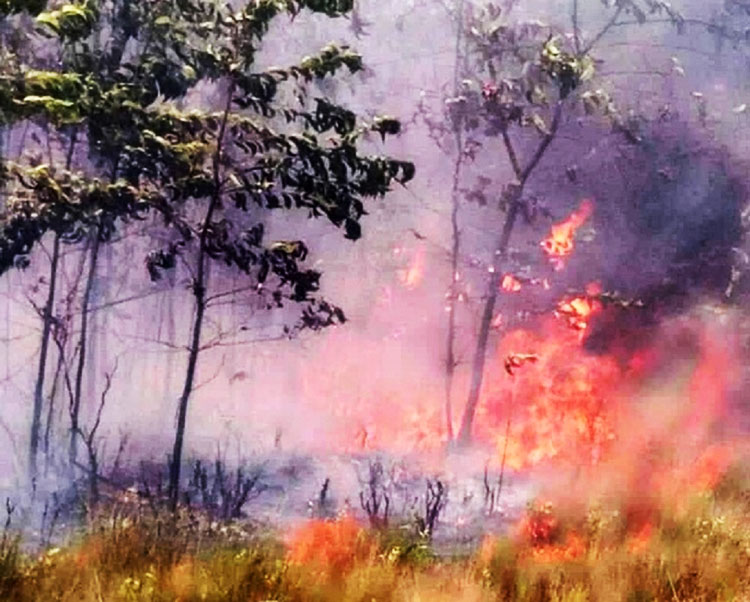 Cháy rừng tái sinh tại xã Phong Hiền, huyện Phong Điền, tỉnh Thừa Thiên - Huế.