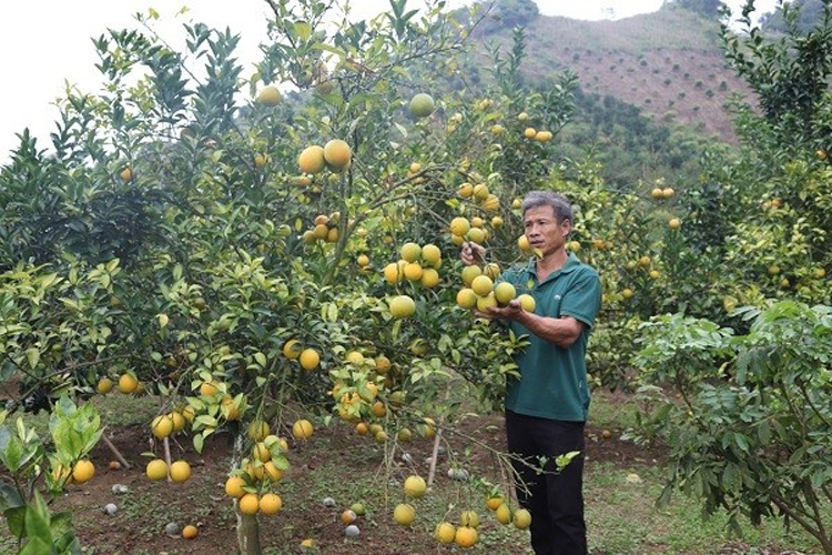 Ông Nguyễn Văn Ngân đã gặt hái thành công với HTX trồng cam Văn Yên