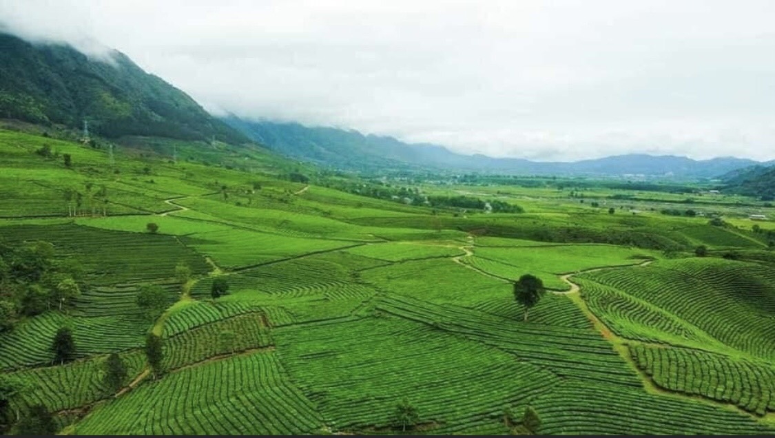 Vùng nguyên liệu chè của HTX Trà Tân Tiến (xã Phúc Khoa, huyện Tân Uyên, tỉnh Lai Châu). Ảnh: KT