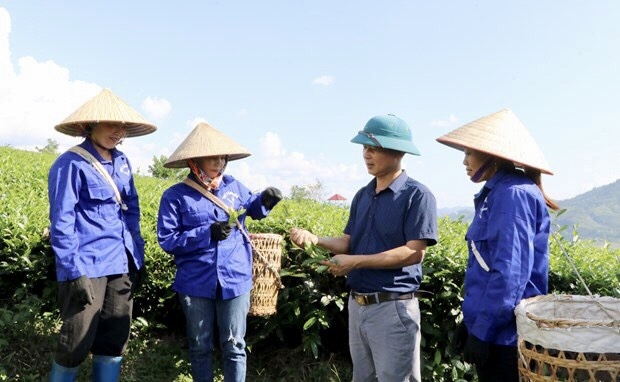 Ông Kim Văn Tân, Giám đốc HTX Trà Tân Tiến hướng dẫn công nhân thu hái chè theo đúng tiêu chuẩn.