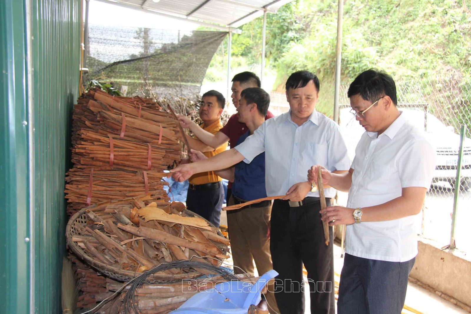 Mô hình quế tại HTX Hải Quế (thị trấn Mường Tè). Ảnh: KT