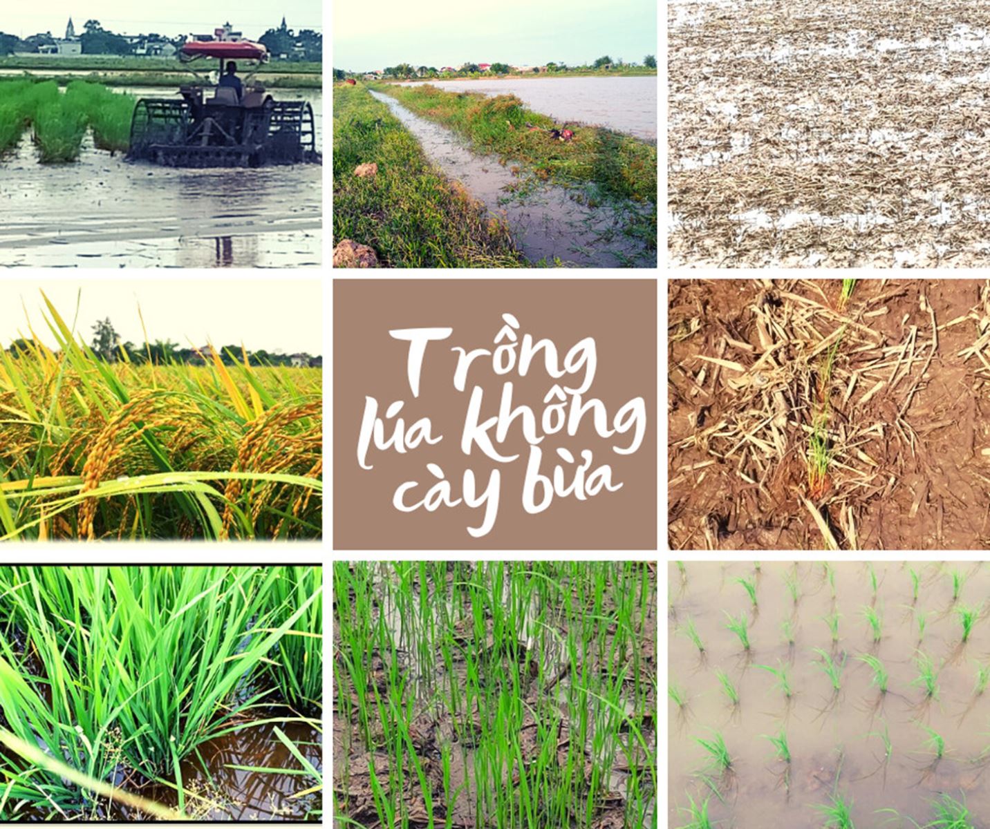 Quy trình trồng lúa không cày bừa tuần hoàn dinh dưỡng tại chỗ có kỹ thuật phù hợp với đặc thù thổ nhưỡng và khí hậu của Việt Nam.