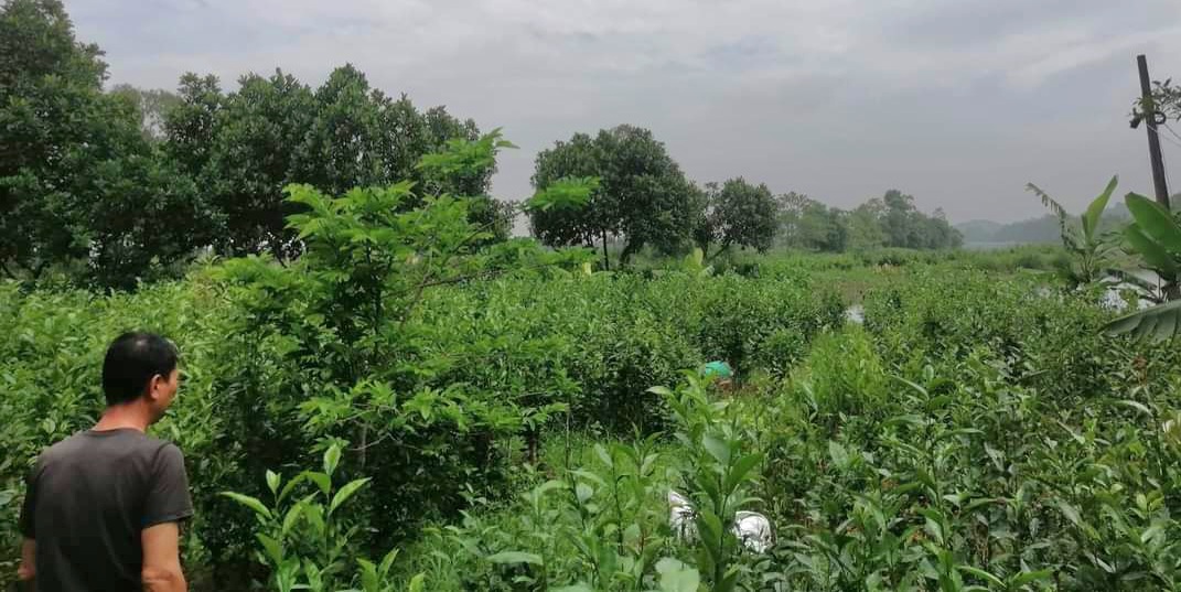 Chè Lê Xá, Vụ Bản, Nam Định được trồng theo hướng hữu cơ không sử dụng hoá chất.