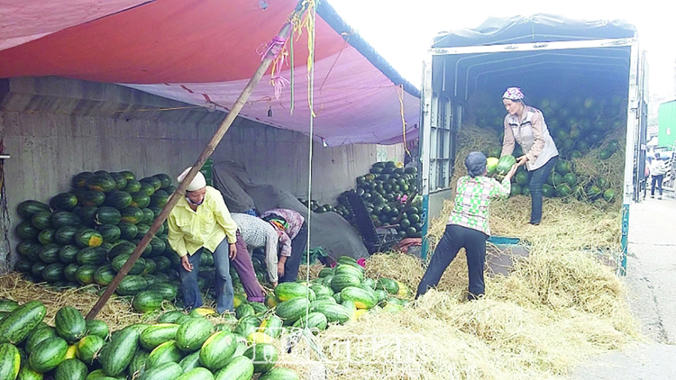 Trái cây là mặt hàng điển hình chịu nhiều tác động khi giao thương Việt-Trung bị gián đoạn vì virus corona. Ảnh: N.Thanh