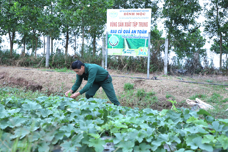 Ông Đinh Xuân Mộc, Giám đốc HTX kinh tế nông nghiệp tuần hoàn Đình Mộc chăm chút từng luống rau.