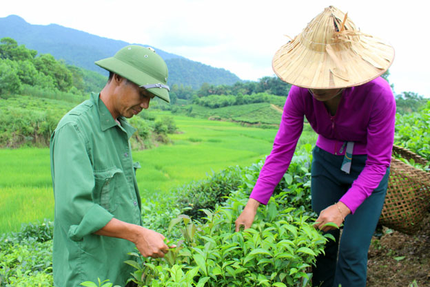 Việt Nam có nhiều tiềm năng về xuất khẩu chè, cà phê.