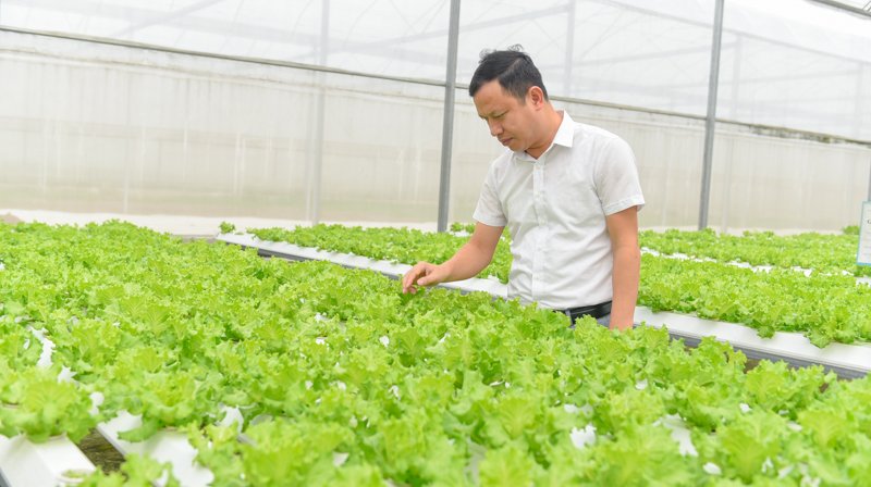 Vườn rau sạch an toàn công nghệ cao của anh Trần Văn Tân
