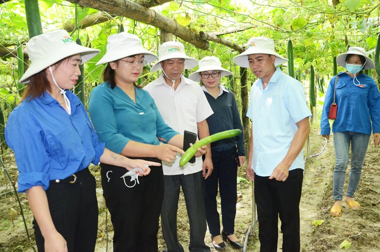 Người dân tham quan mô hình trồng bí xanh Nova 209 ở bản Sen Đông, xã Mường Kim, huyện Than Uyên, Lai Châu.