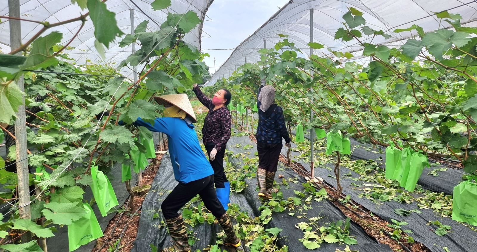 Mô hình đem lại việc làm cho nhiều lao động tại địa phương.