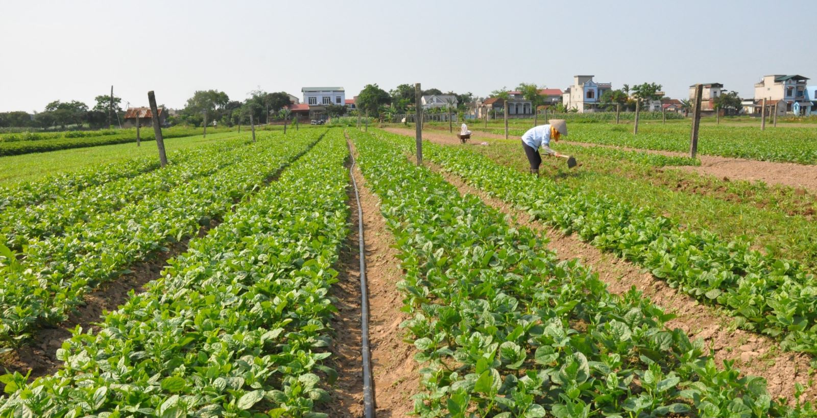 Việc liên kết sản xuất gắn với tiêu thụ nâng cao chuỗi giá trị cho nông sản Việt.