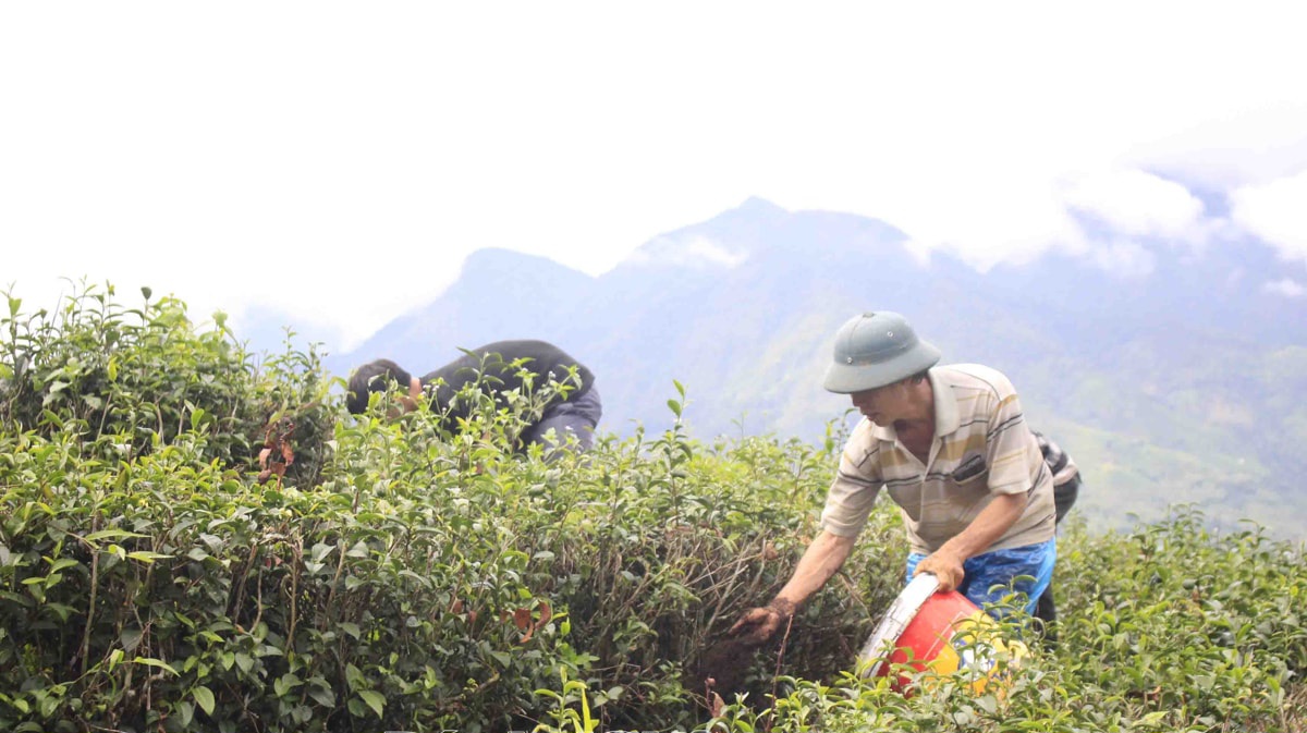 HTX Nông dược Phương Nam liên kết với bà con huyện Tân Uyên mở rộng diện tích mô hình trồng chè theo hướng hữu cơ. Ảnh: KT