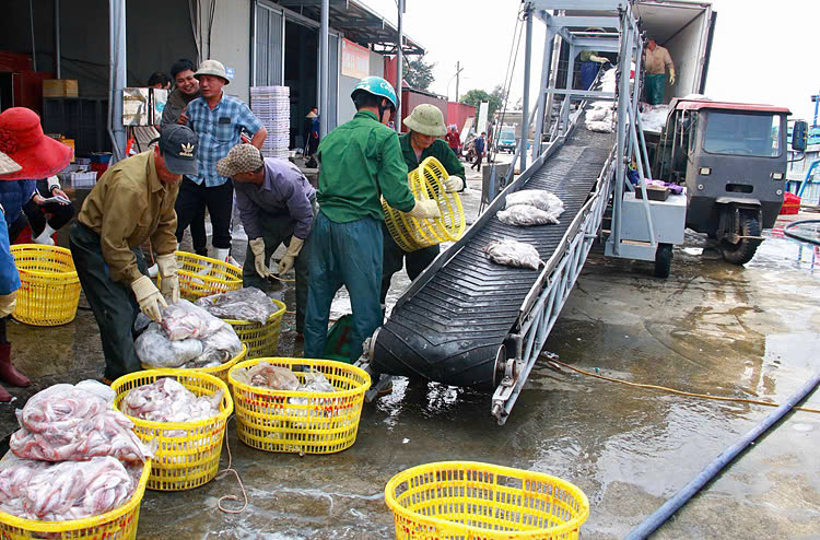 Ngư dân phân loại cá tại Cảng cá Ninh Cơ, huyện Hải Hậu.