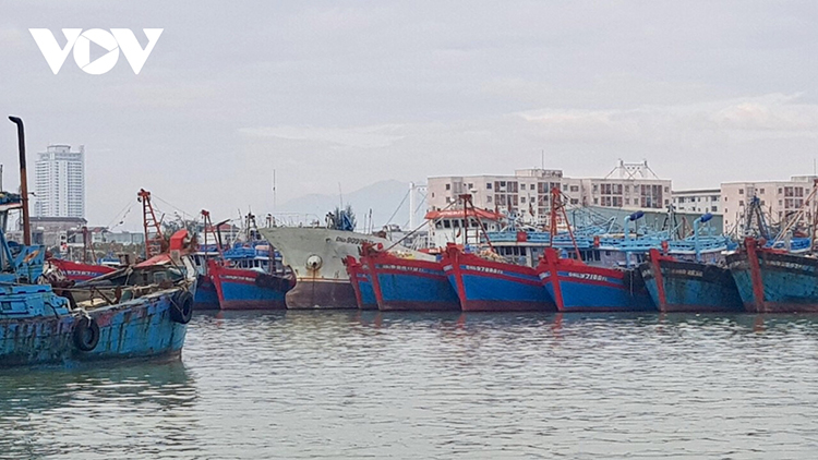 Các tàu thuyền tại Đà Nẵng đã được neo đậu an toàn.