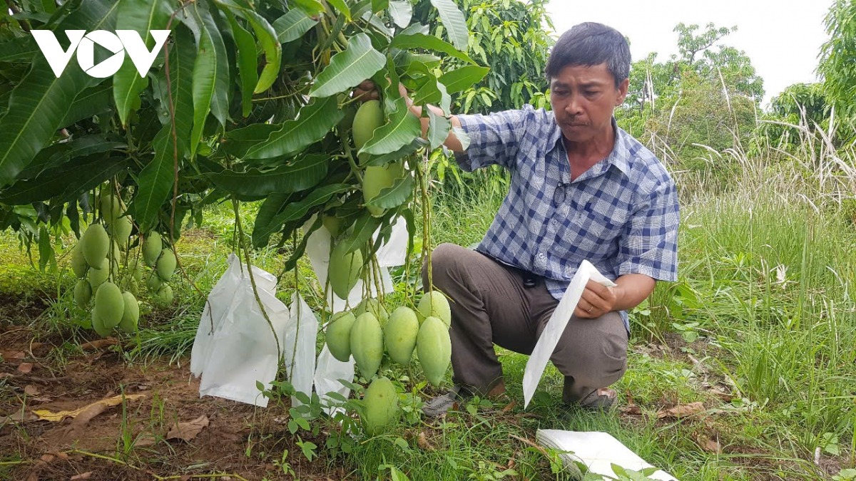 Rau quả là một trong số những mặt hàng có tỷ trọng xuất khẩu lớn.