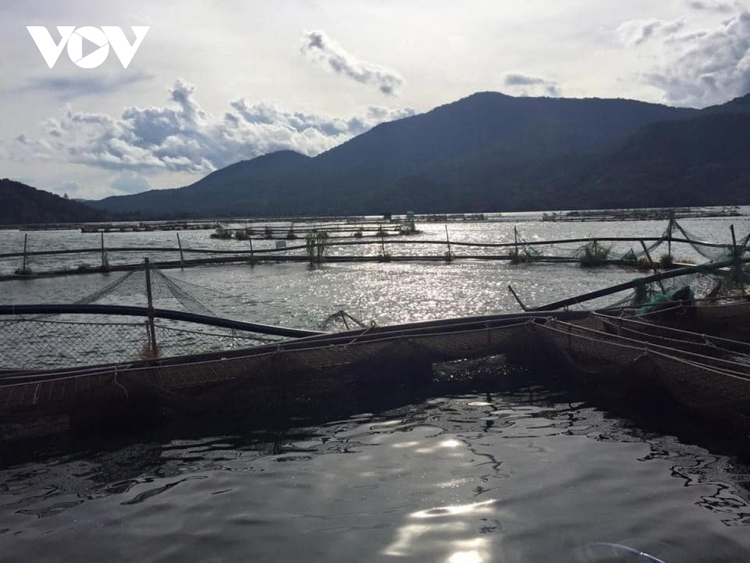Nuôi cá tầm trên hồ Đa Mi (Bình Thuận) - Ảnh Nguyễn Hữu