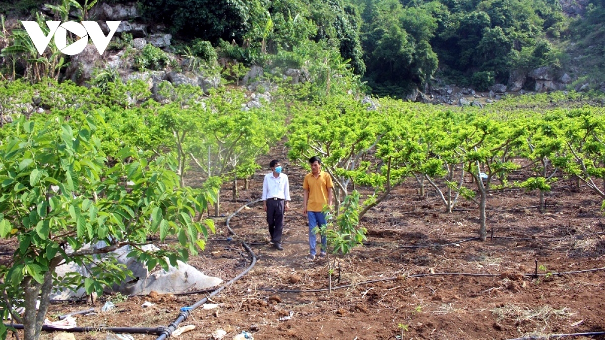 Đến 2015, Sơn La có khoảng 30.000 ha cây ăn quả.