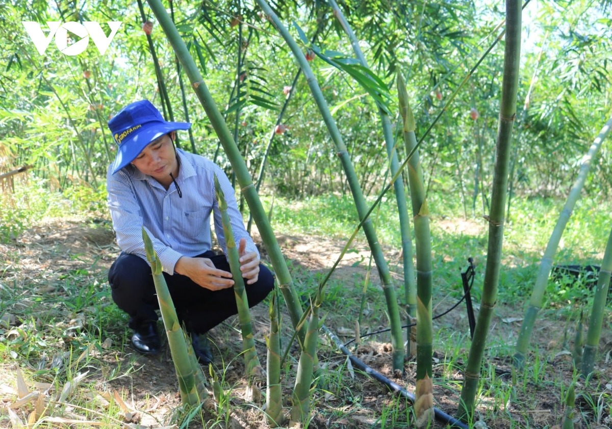 Mô hình trồng tre lục trúc không những thích ứng biến đổi khí hậu mà còn mang lại nguồn thu nhập lớn cho nông dân.