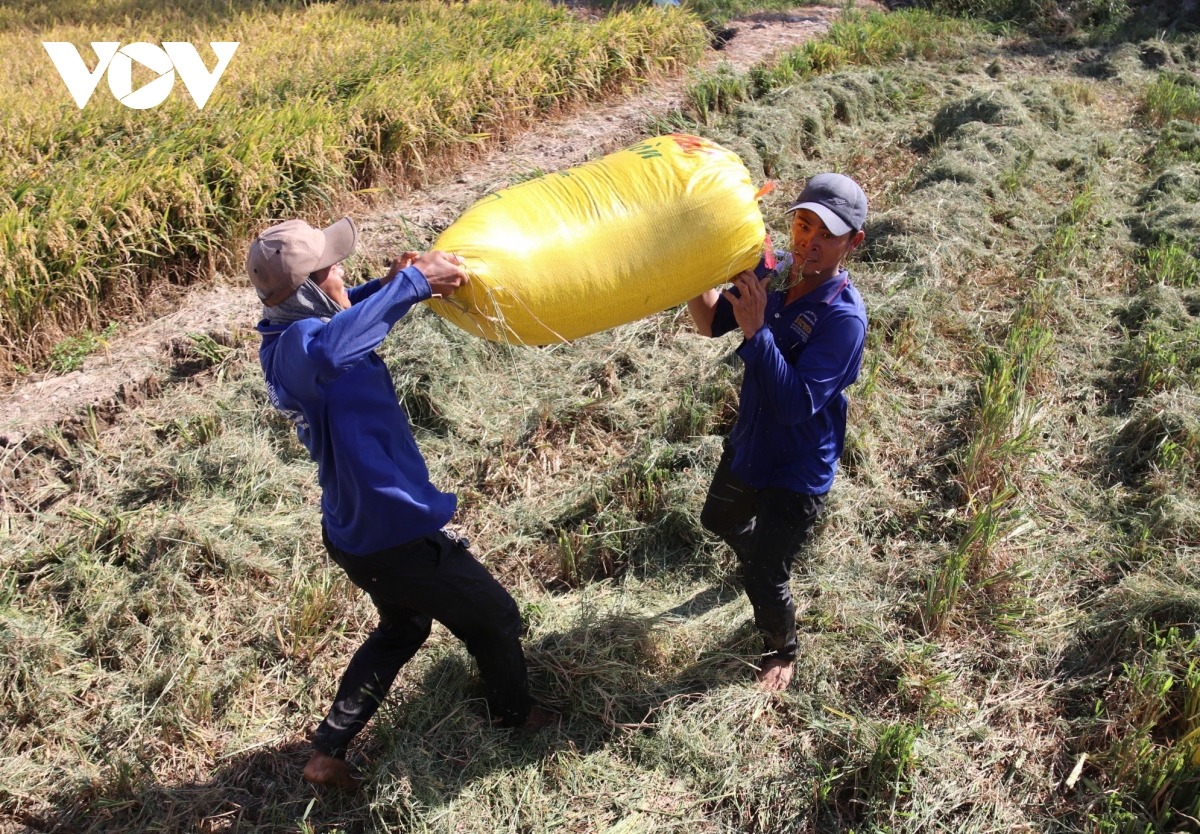 Người dân vẫn áp dụng các kỹ thuật canh tác truyền thống, làm ảnh hưởng đến chất lượng đất trồng lúa, gây suy thoái đất đai, ảnh hưởng lâu dài đến sản xuất nông nghiệp. 