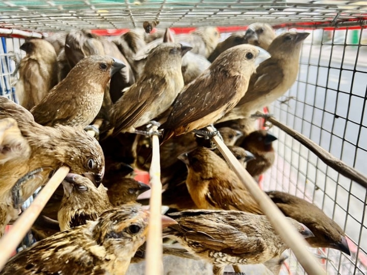 Để phục vụ nghi lễ phóng sinh, những con chim này bị săn bắt, cầm tù và nhiều con trong số đó có thể sẽ không còn sống khi được thả.