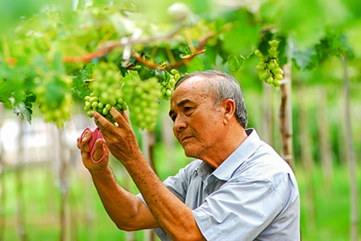 Lão nông Ba Mọi người tiên phong làm du lịch sinh thái vườn nho tại Ninh Thuận. (Ảnh: ninhthuanreview.com)