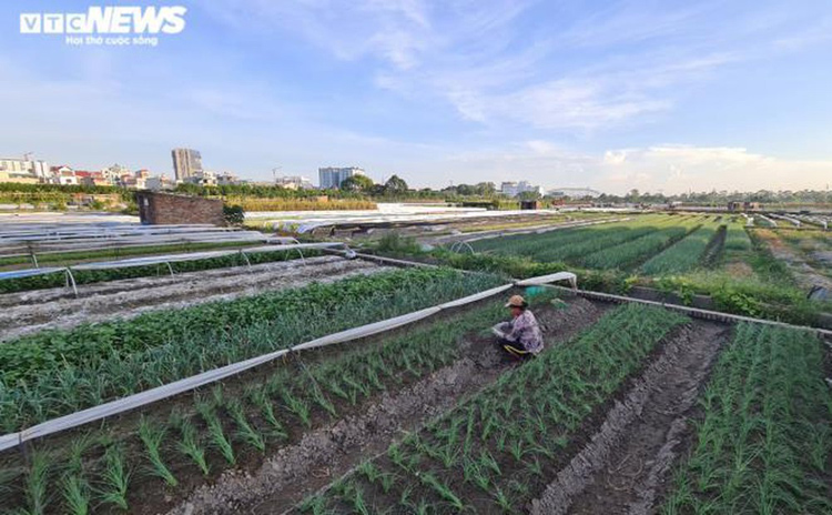 Khu Hòa Đình, phường Võ Cường, TP Bắc Ninh hiện có gần 300 hộ chuyên trồng rau với tổng diện tích hơn 32ha.