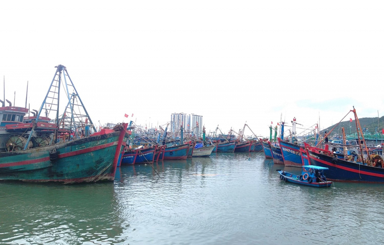 Nhiều tàu cá của ngư dân tỉnh Khánh Hòa chưa có giấy chứng nhận đủ điều kiện an toàn vệ sinh thực phẩm.