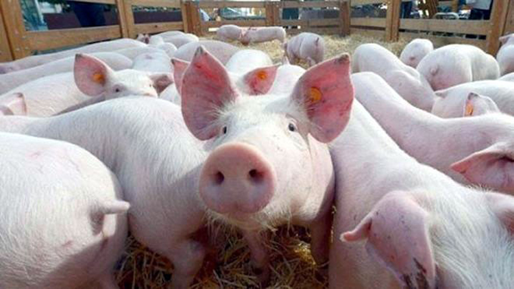 Nhiều người thắc mắc không biết mua thịt lợn nhập từ Thái Lan ở đâu. Ảnh minh hoạ: KT.